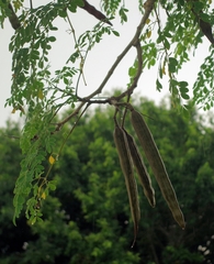 Moringa oleifera