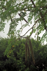Moringa oleifera