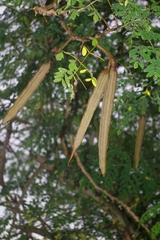 Moringa oleifera