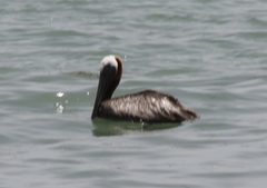 Pelecanus occidentalis