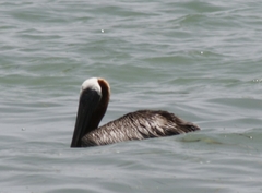 Pelecanus occidentalis