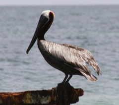 Pelecanus occidentalis