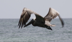Pelecanus occidentalis
