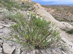 Eriogonum brevicaule brevicaule
