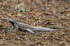 Microlophus albemarlensis