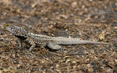 Microlophus albemarlensis