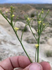 Eriogonum brevicaule brevicaule