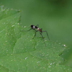 Chasmatonotus maculipennis