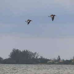 Haematopus palliatus