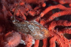 Coccotropsis gymnoderma
