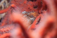 Coccotropsis gymnoderma