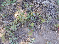 Monardella macrantha