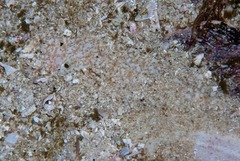 Heteromycteris capensis