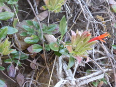 Monardella macrantha