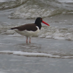 Haematopus palliatus