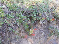 Monardella macrantha