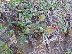 Monardella macrantha