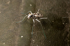 Ellipsoptera gratiosa