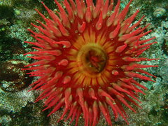 Urticina piscivora