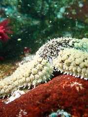 Stylasterias forreri