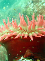 Urticina piscivora