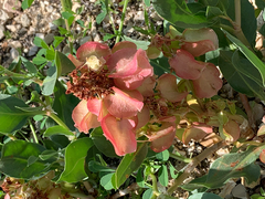 Rumex venosus