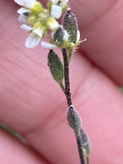 Draba yukonensis