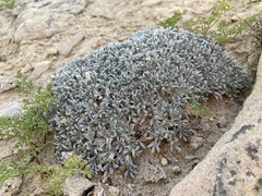 Astragalus hyalinus