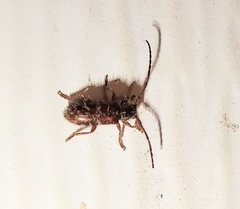 Eupogonius tomentosus