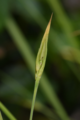 Sedge (Carex)