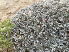 Astragalus hyalinus