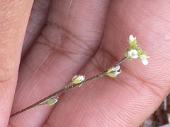 Draba yukonensis