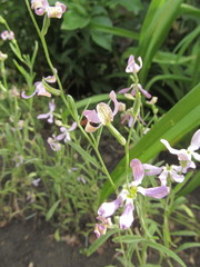 Matthiola longipetala
