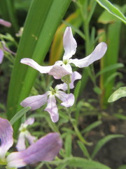 Matthiola longipetala