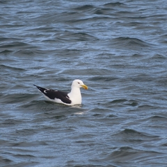 Larus dominicanus