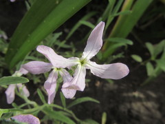 Matthiola longipetala