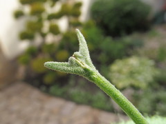 Matthiola longipetala