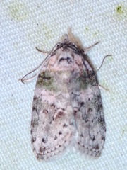 Garella