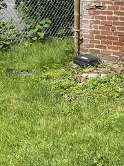 Sylvilagus floridanus