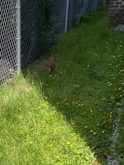 Sylvilagus floridanus