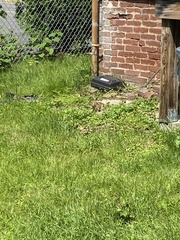 Sylvilagus floridanus