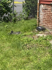 Sylvilagus floridanus