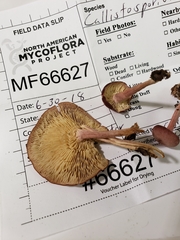 Calocybe