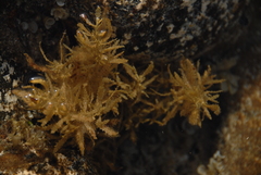 Sargassum aquifolium
