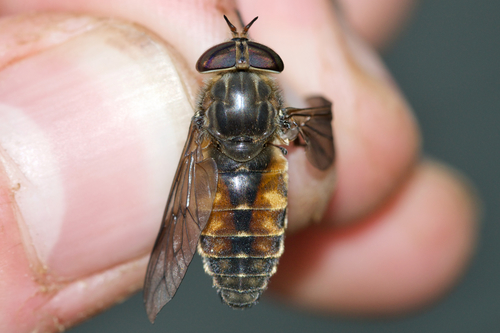Hybomitra nuda