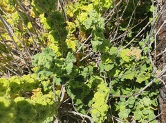 Pseudodictamnus undulatus