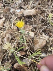 Centaurea hyalolepis