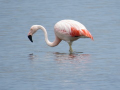 Phoenicopterus chilensis