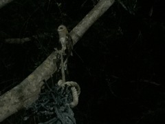 Tyto alba punctatissima