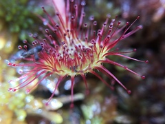 Drosera rotundifolia image
